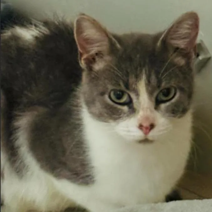 A young small-sized female Domestic Short Hair cat named Beatrice for adoption in Gordonsville, TN