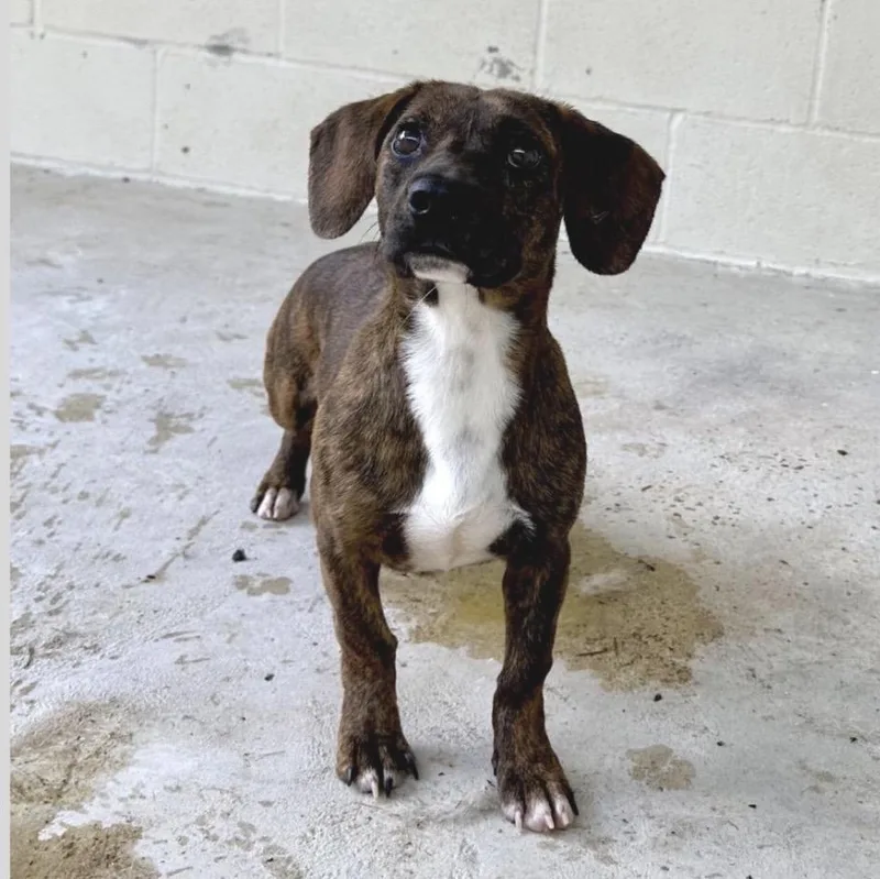 An adult small-sized male Brindle Terrier dog named Chick for adoption in Cumberland, RI