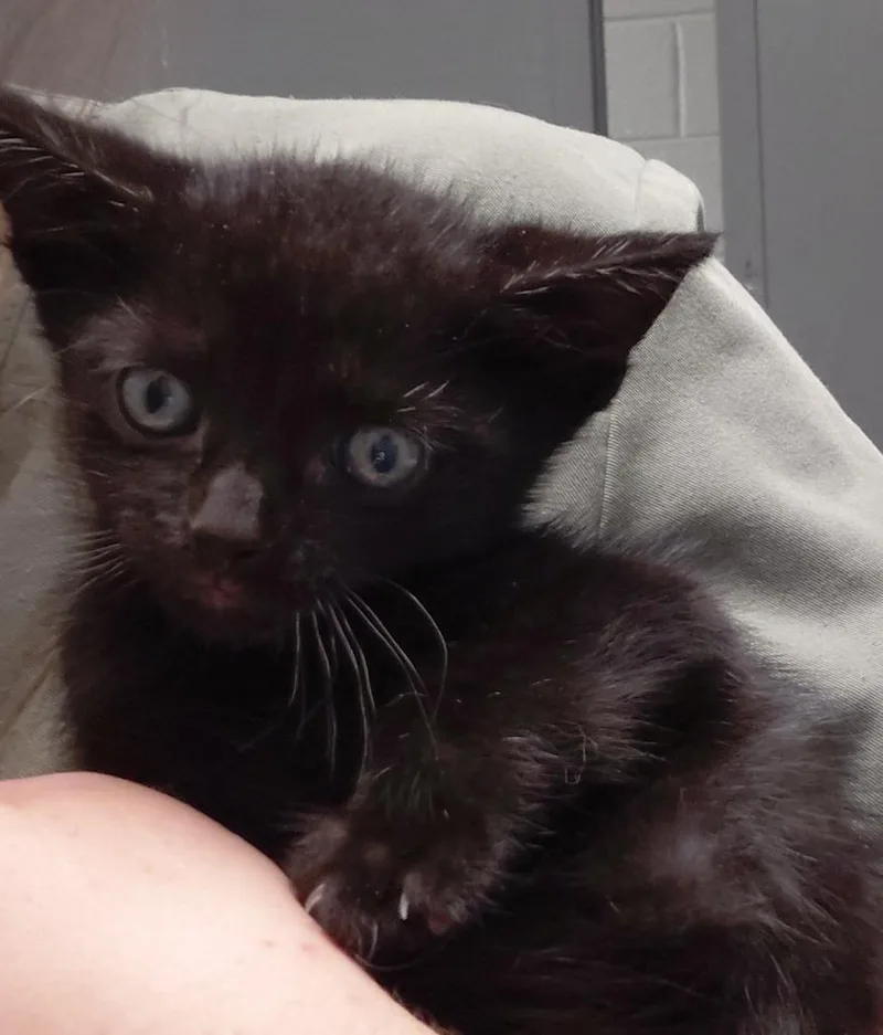 A baby small-sized male Domestic Short Hair cat named Vesper for adoption in Henderson, NC