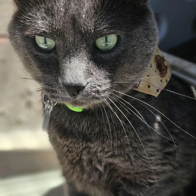 An adult large-sized male Gray / Blue / Silver Domestic Short Hair cat named Atlas for adoption in Lakewood, CO