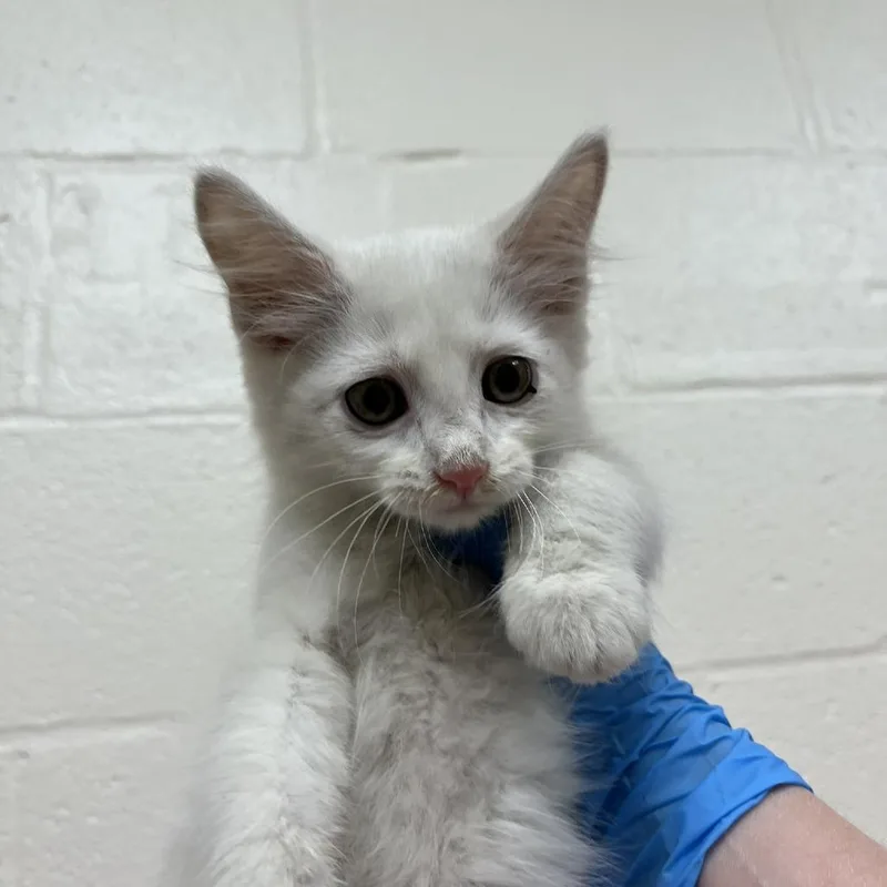 A baby small-sized male White Domestic Medium Hair cat named SVASStray for adoption in Lyndhurst, VA
