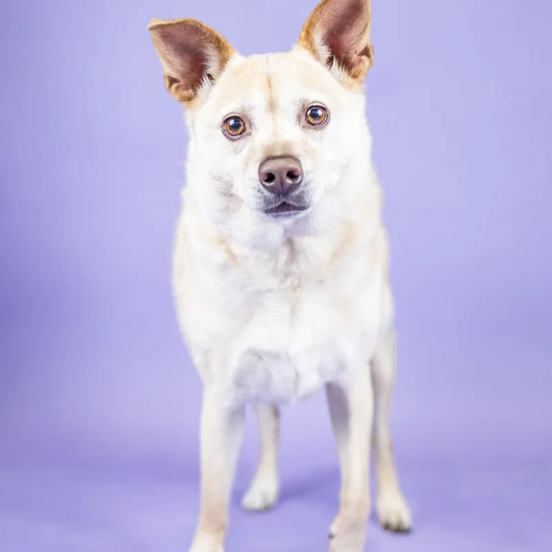 An adult medium-sized female White / Cream Mixed Breed dog named Holly for adoption in Portland, OR