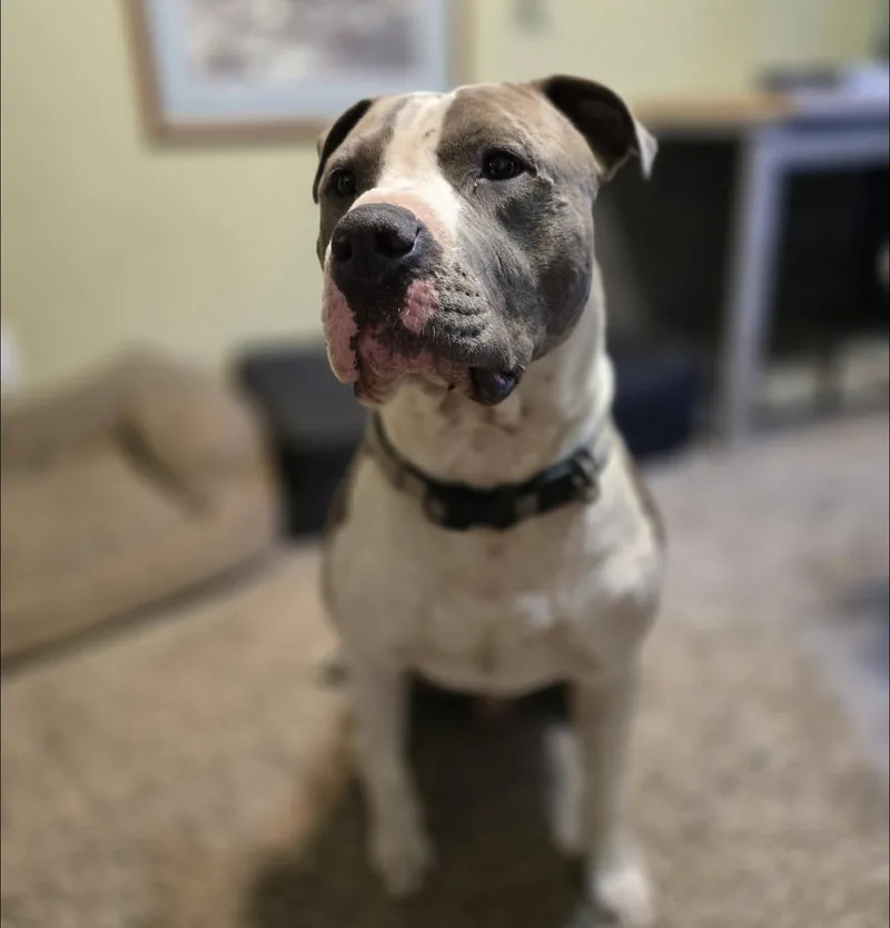 An adult large-sized male Pit Bull Terrier dog named Brock for adoption in Eugene, OR