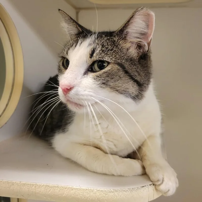 An adult large-sized male Brown / Chocolate Domestic Short Hair cat named Croissan'wich for adoption in Columbia, MO