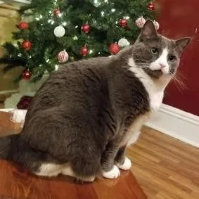 Fruity Pebbles thumbnail 2