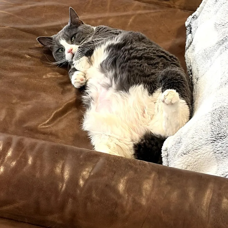 Fruity Pebbles thumbnail 5