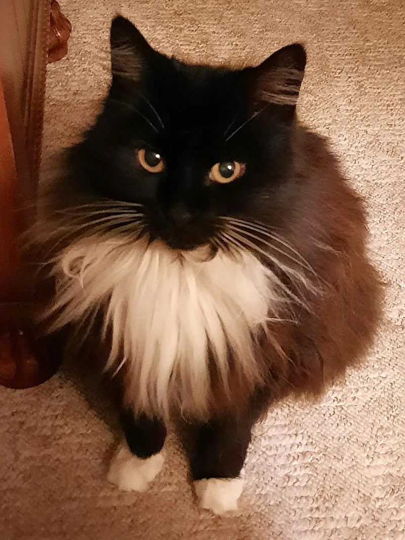 A senior medium-sized female Black & White / Tuxedo Tuxedo cat named Tippy for adoption in Monterey, CA