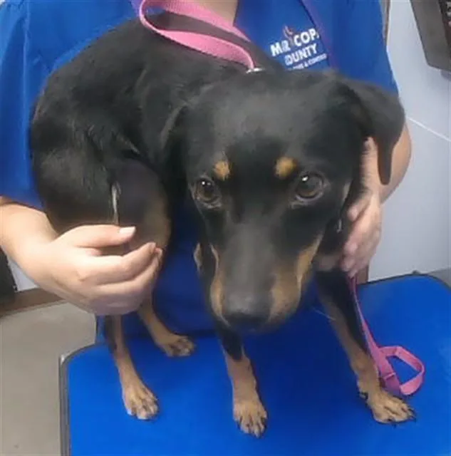 A young small-sized female Manchester Terrier dog named Boop for adoption in Phoenix, AZ