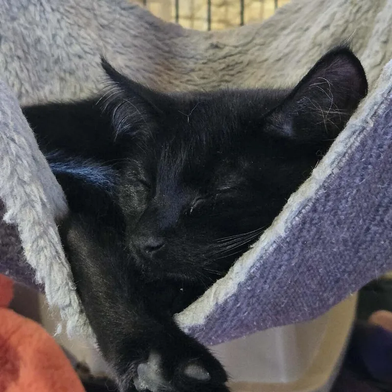 A baby small-sized male Black Domestic Short Hair cat named Sergeant for adoption in Park Falls, WI