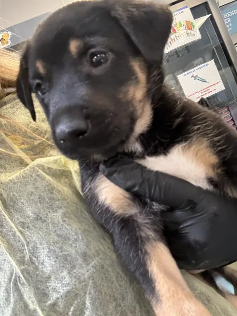 A baby small-sized female German Shepherd Dog dog named Penny for adoption in Tucson, AZ