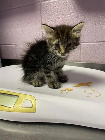 A baby small-sized female Black Domestic Short Hair cat named 61633244 for adoption in El Paso, TX