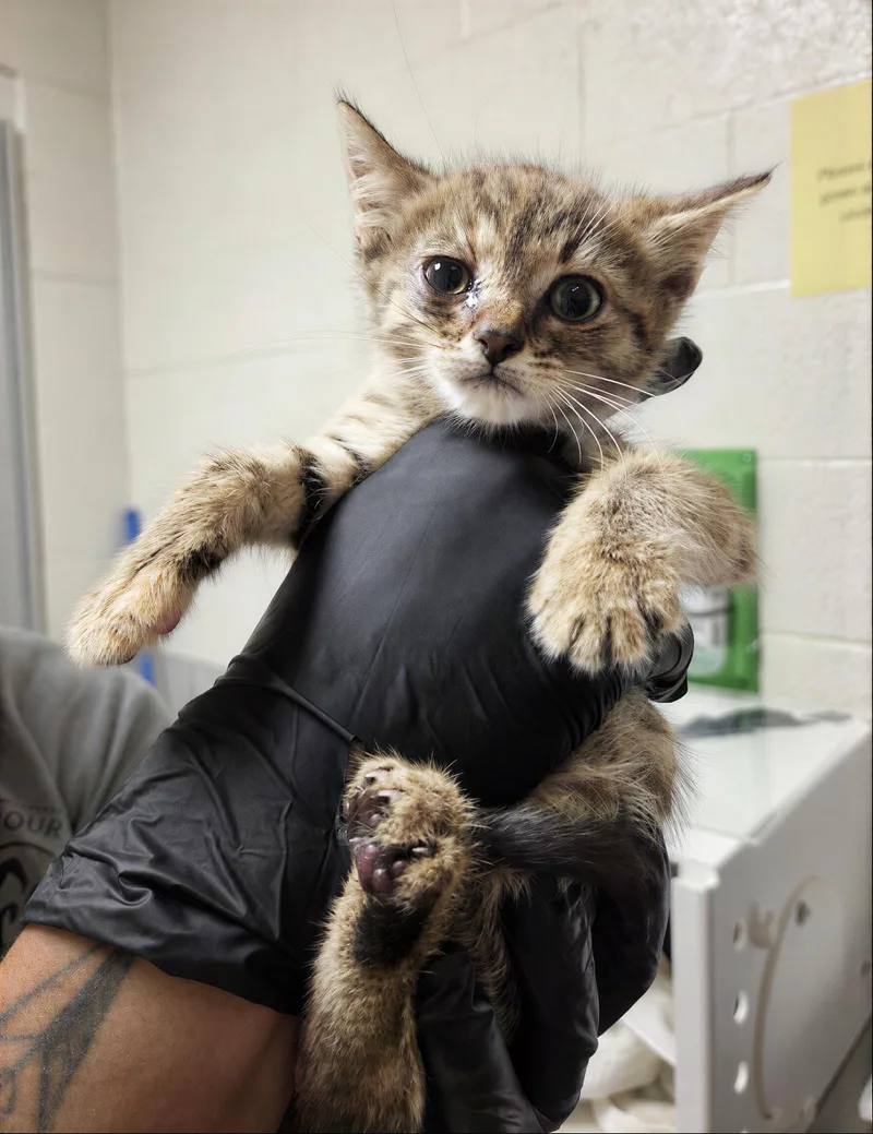 A baby medium-sized female Tabby (Brown / Chocolate) Domestic Short Hair cat named Celeste for adoption in Nashville, TN