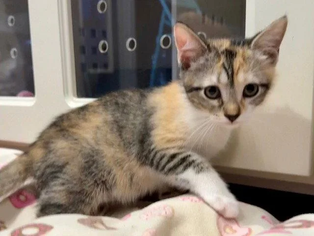 A baby medium-sized female Domestic Short Hair cat named Ophelia .. for adoption in Apopka, FL