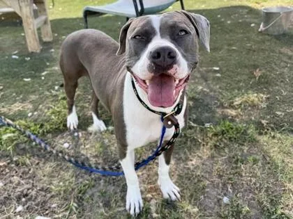 An adult large-sized female Gray / Blue / Silver Mixed Breed dog named Lexi for adoption in Georgetown, TX