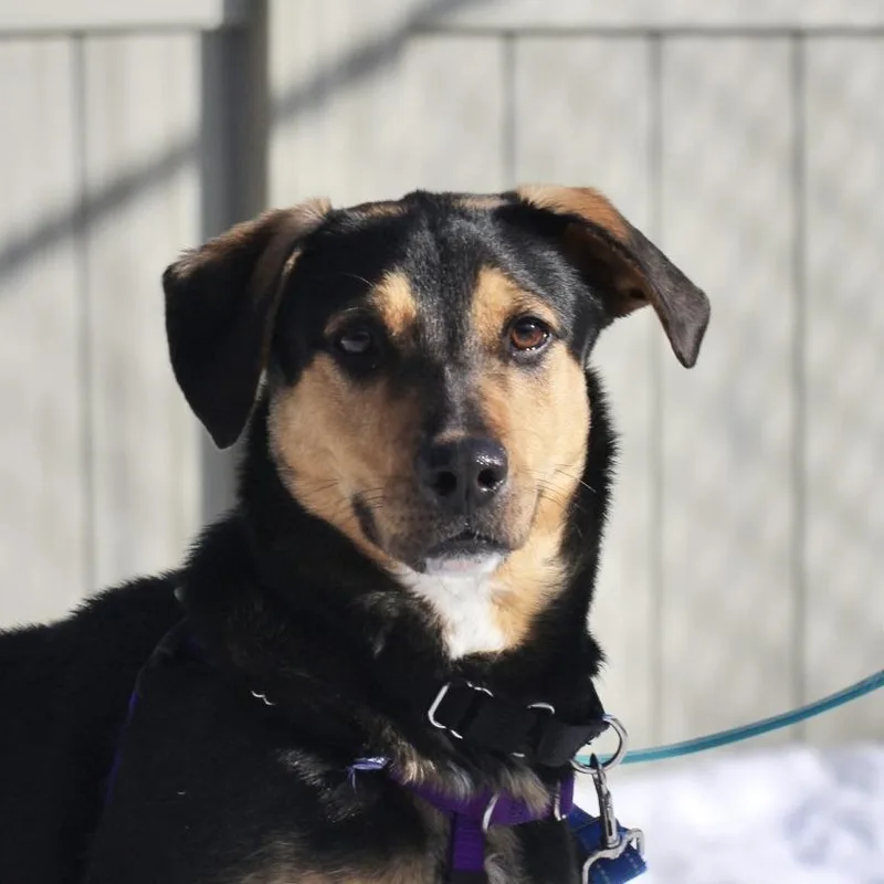 A young medium-sized male Black Hound dog named Boo Radley for adoption in Briarcliff Manor, NY