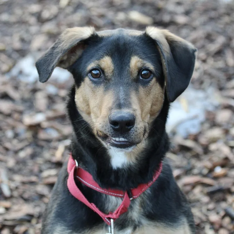 Boo Radley thumbnail 2