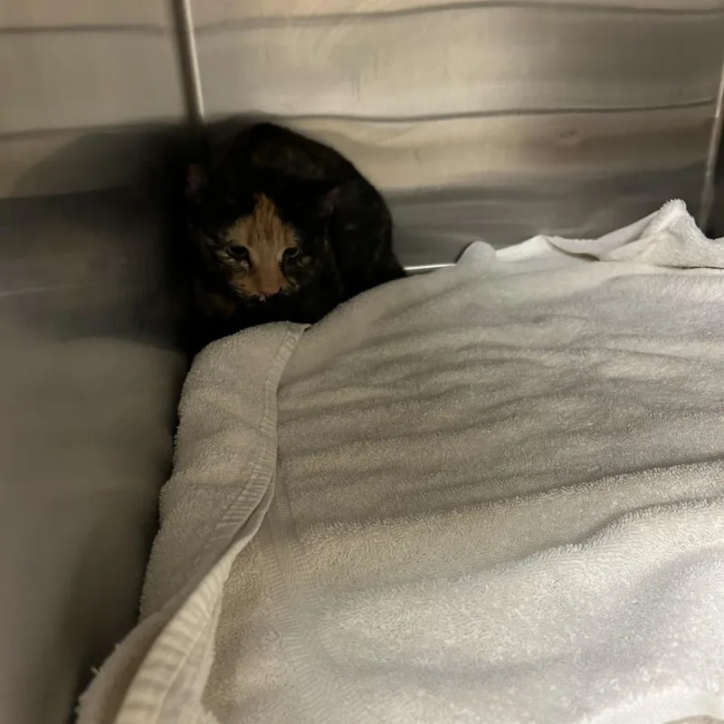 An adult medium-sized female Domestic Short Hair cat named Maggie Moo for adoption in Ottawa, KS