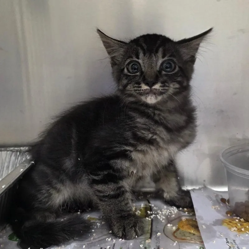 A baby small-sized male Gray / Blue / Silver Domestic Short Hair cat named Lo"ak for adoption in Milton, FL