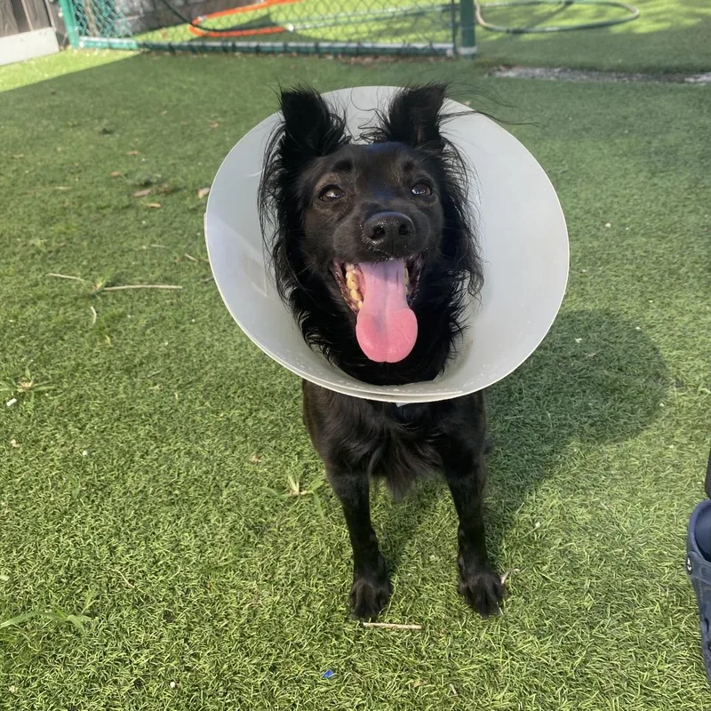 An adult small-sized female Black Mixed Breed dog named Pebbles for adoption in LOXAHATCHEE, FL