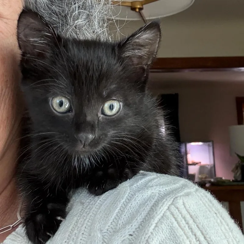 A baby small-sized female Black Domestic Short Hair cat named Rizzo for adoption in Ferndale, MI
