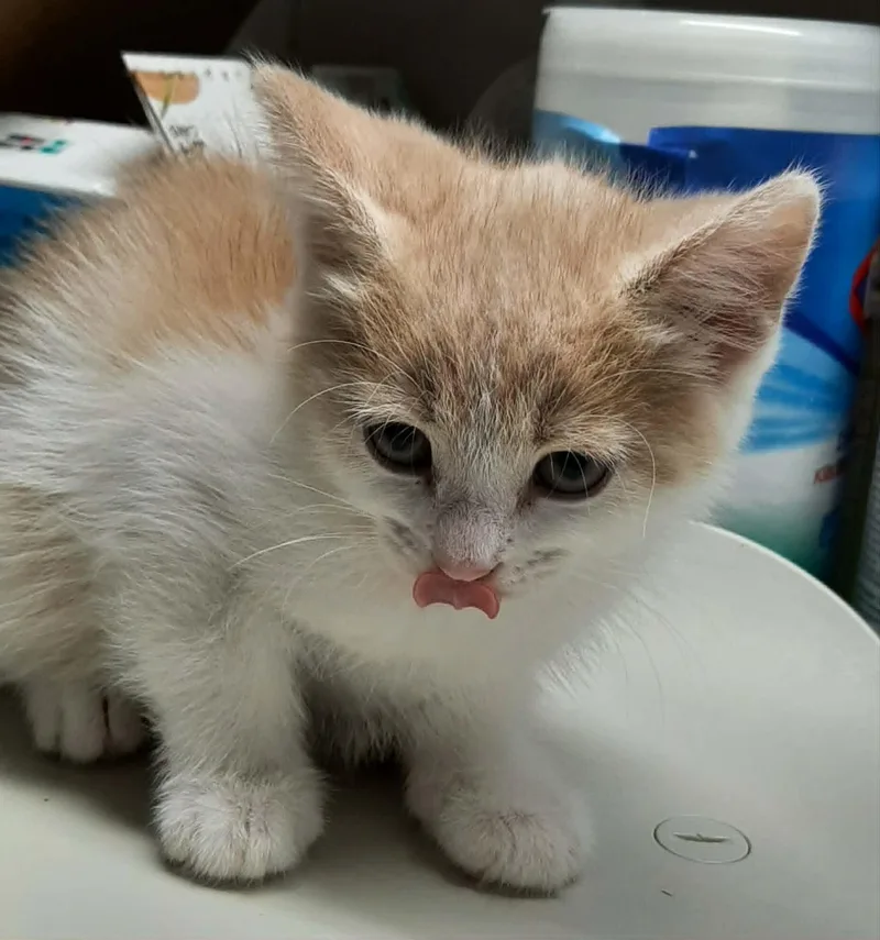 A baby medium-sized male Orange / Red Domestic Medium Hair cat named Edward for adoption in Georgetown, OH