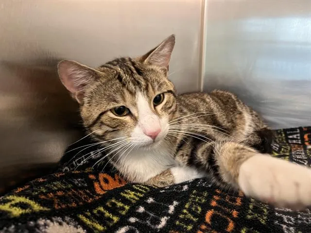 A young medium-sized male Domestic Short Hair cat named Martini for adoption in Boston, MA