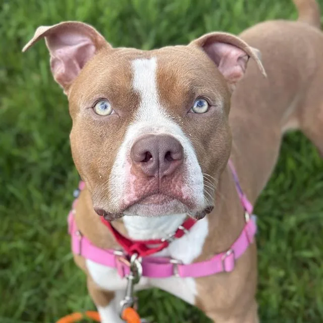 A young medium-sized male Pit Bull Terrier dog named Scallion for adoption in Kent, WA