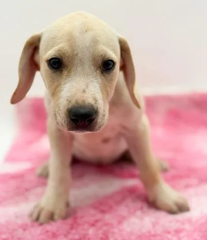 A young small-sized female Terrier dog named Lila for adoption in Bowling Green, KY