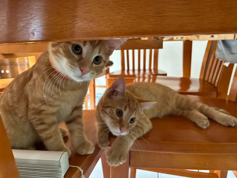 Rascal thumbnail 2