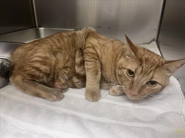A young medium-sized male Domestic Short Hair cat named Buster for adoption in Santa Fe, NM