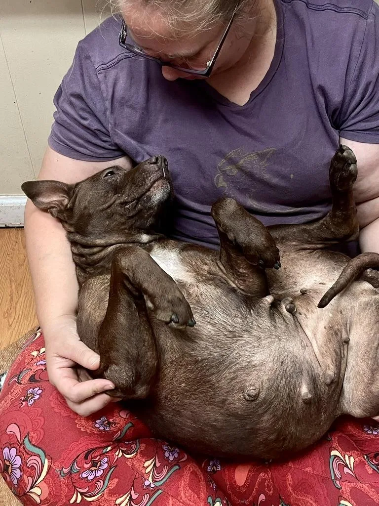 Brownie thumbnail 2