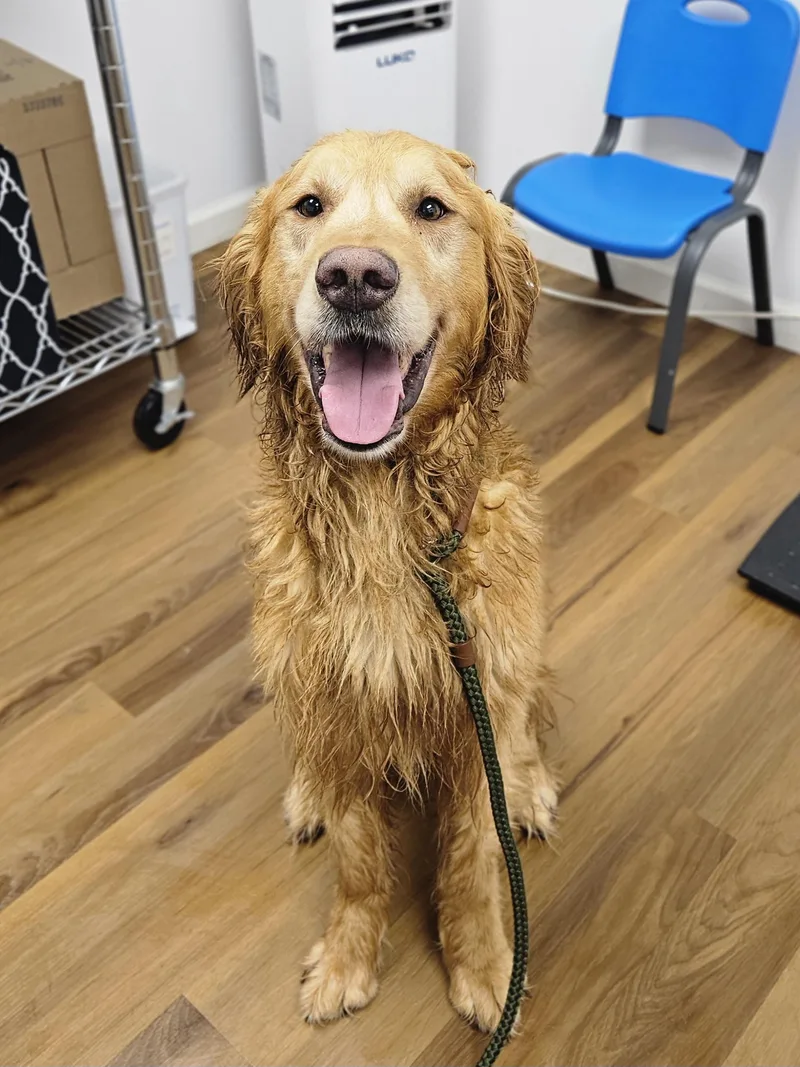 An adult large-sized male Golden Retriever dog named Simba for adoption in Milwaukee, WI