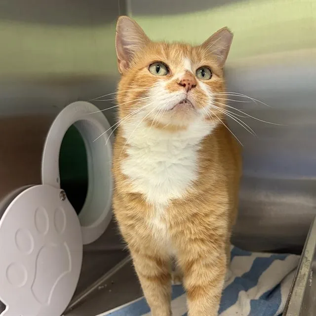 An adult small-sized female Domestic Short Hair cat named Marigold for adoption in Centerville, MA