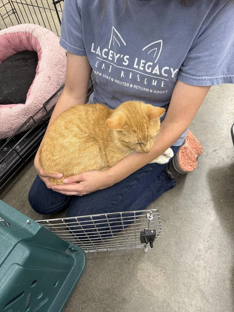 An adult medium-sized male Orange & White American Shorthair cat named Diego for adoption in Kinston, NC