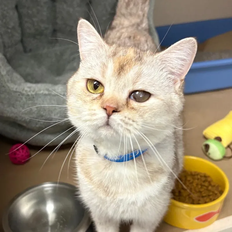 A young medium-sized female Calico Scottish Fold cat named Delacey for adoption in Westhampton, NY