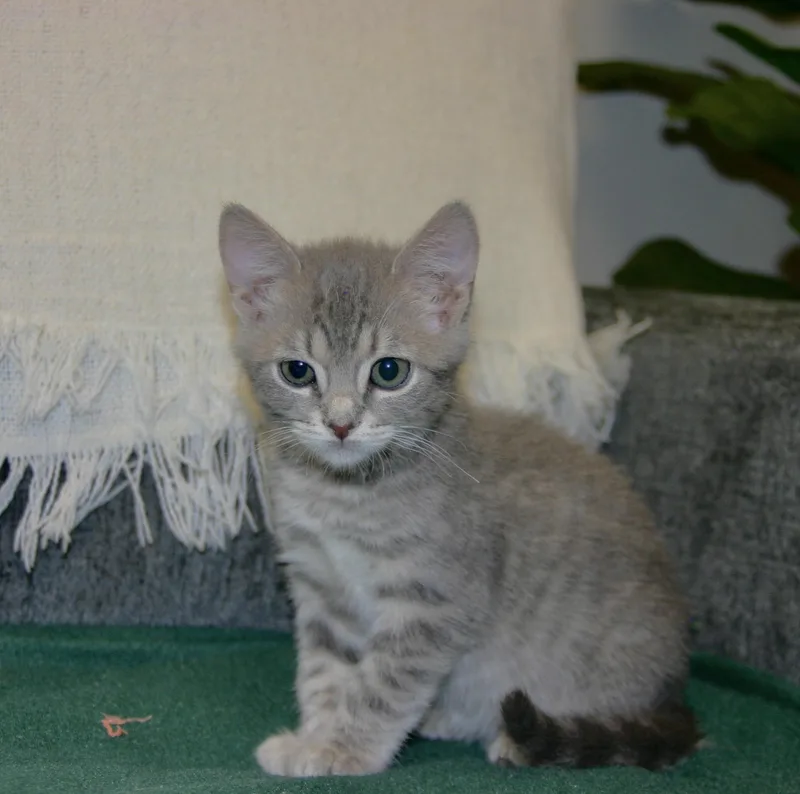 Serafina