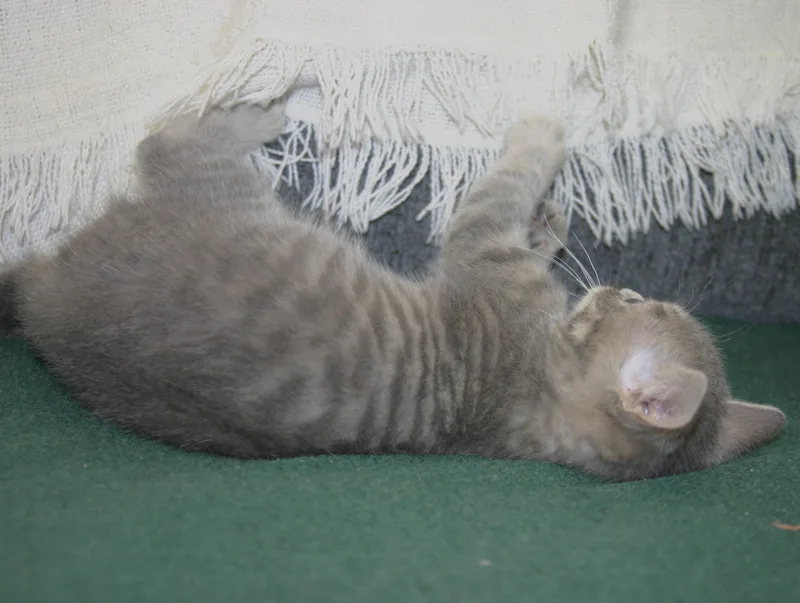 Serafina thumbnail 3