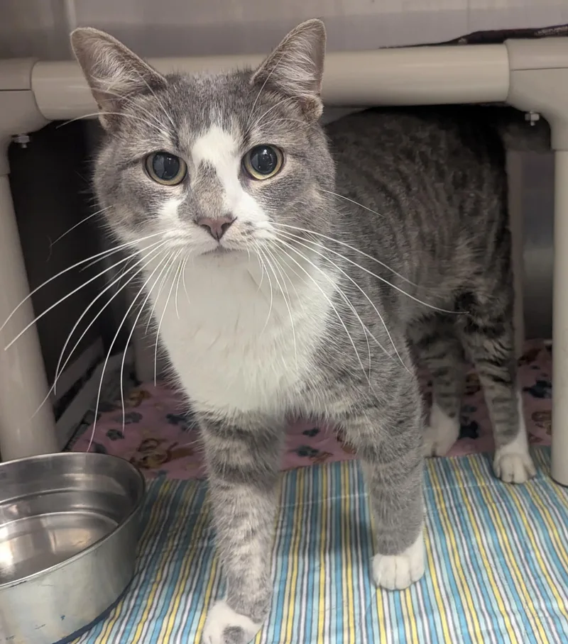 A young large-sized male Tabby (Gray / Blue / Silver) Domestic Short Hair cat named Milo for adoption in Springfield, IL