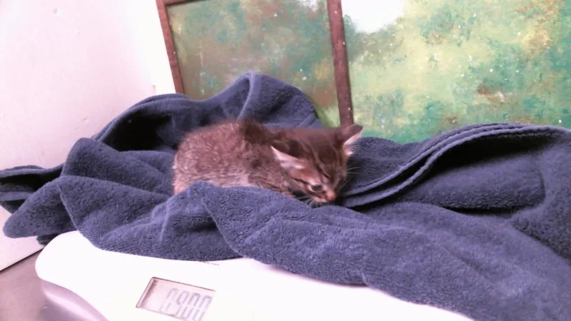 A baby small-sized male Domestic Short Hair cat named Jacob for adoption in Houston, TX