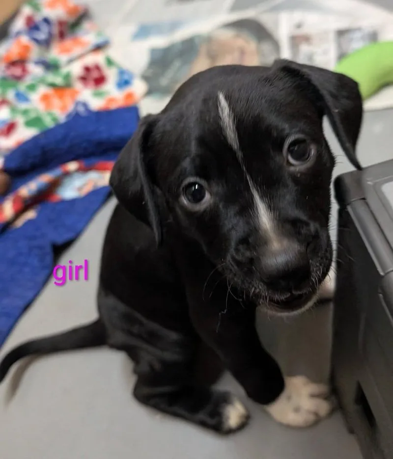 A baby medium-sized female Mixed Breed dog named Helen for adoption in Warren, MI