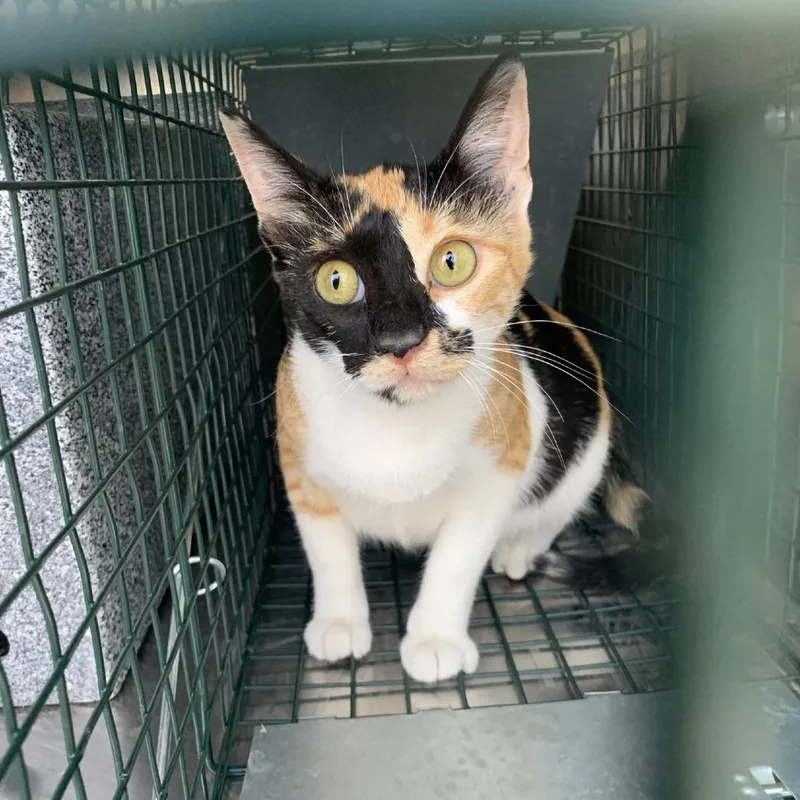 A young small-sized female Black Domestic Short Hair cat named Carrie for adoption in Buchanan Dam, TX