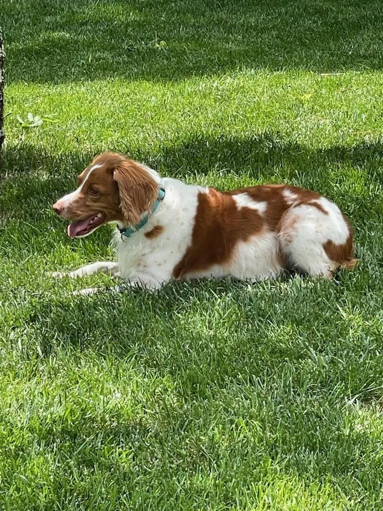 A senior medium-sized female Brittany Spaniel dog named Tnhoney for adoption in Baldwinsville, NY