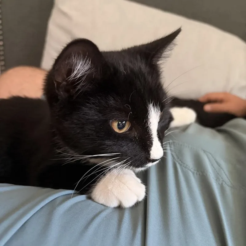 A baby small-sized male Black Domestic Short Hair cat named Gizmogomez for adoption in Westport, CT