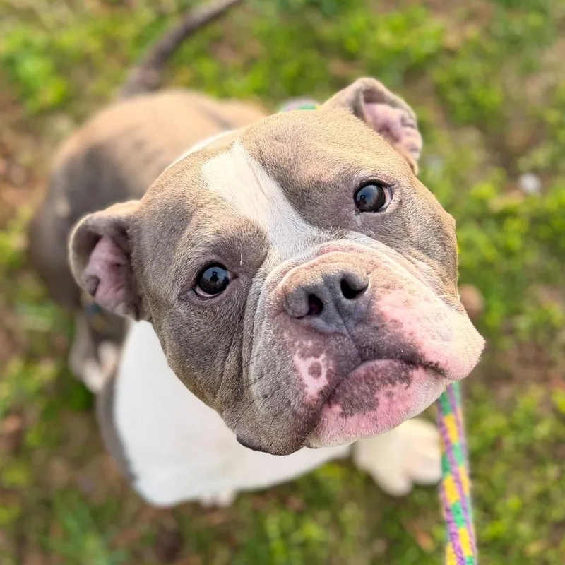 An adult medium-sized male Gray / Blue / Silver Mixed Breed dog named Glop Of Gravy for adoption in Davenport, IA