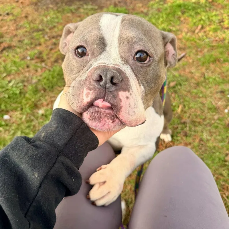 Glop Of Gravy thumbnail 2