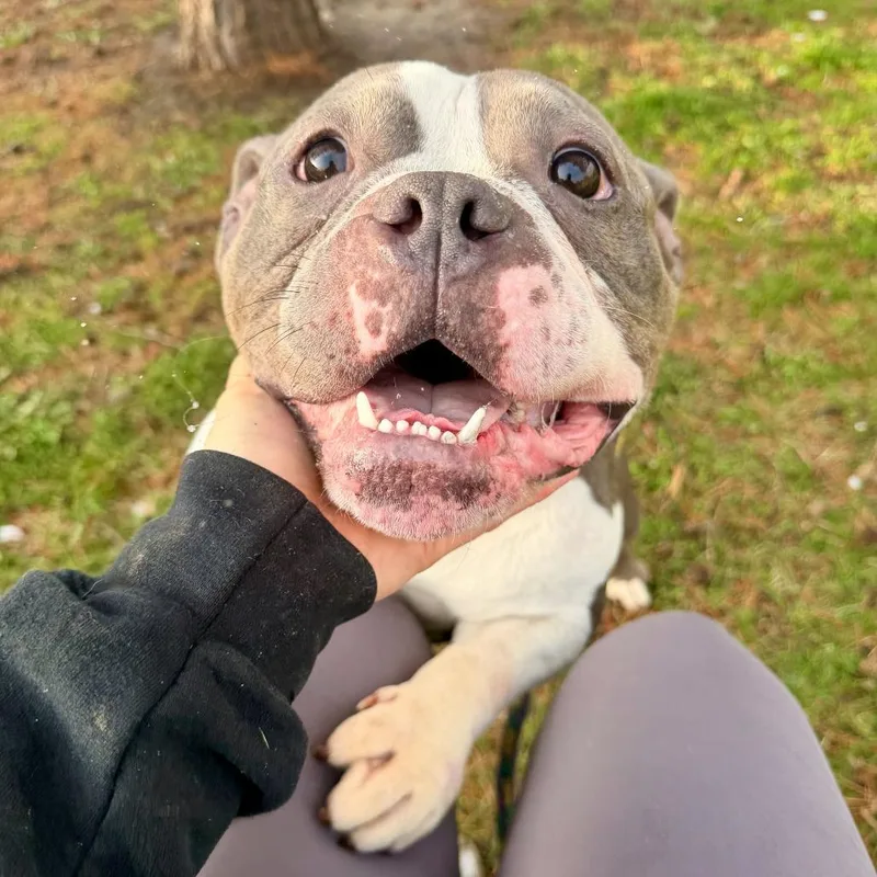 Glop Of Gravy thumbnail 3