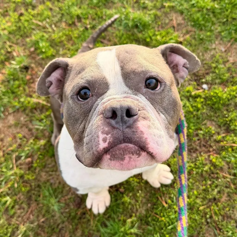 Glop Of Gravy thumbnail 4