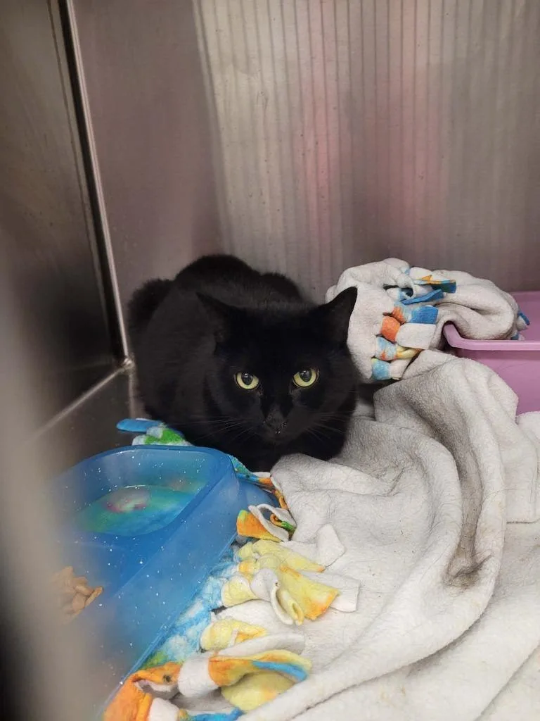 An adult medium-sized female Domestic Short Hair cat named Taylan for adoption in Republic, MO