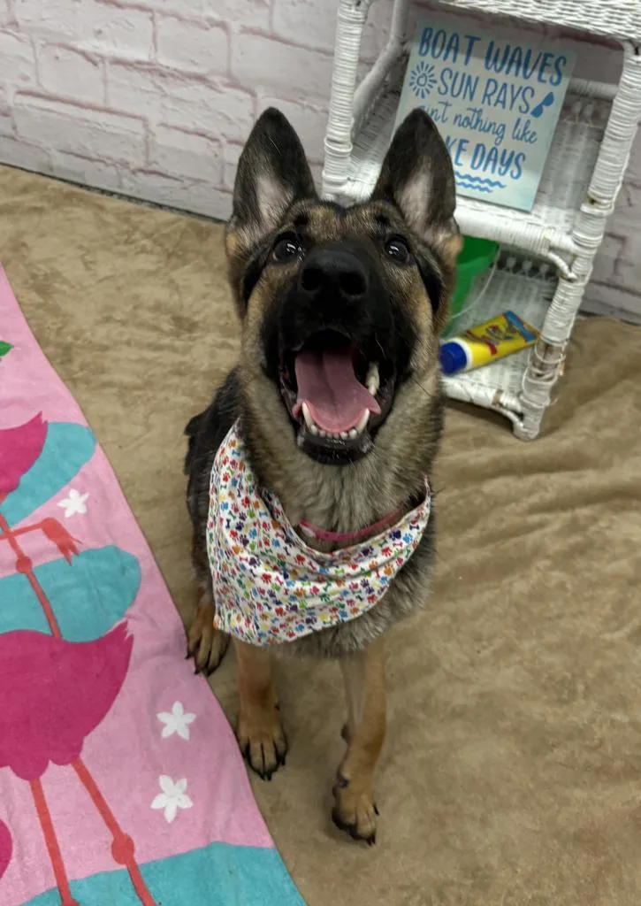 A young medium-sized female Mixed Breed dog named Cinta for adoption in Detroit, MI