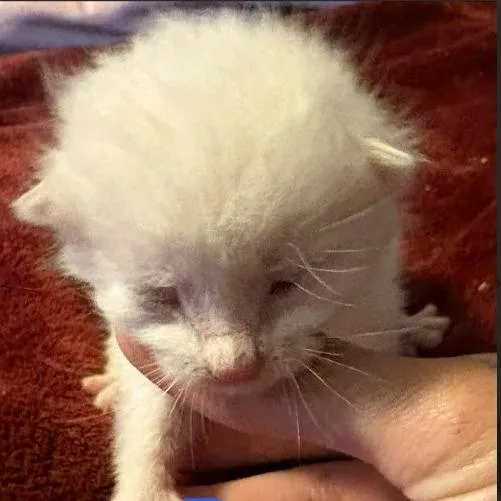 A baby small-sized male Flame Point Domestic Short Hair cat named Marshmallow C for adoption in Lebanon, TN